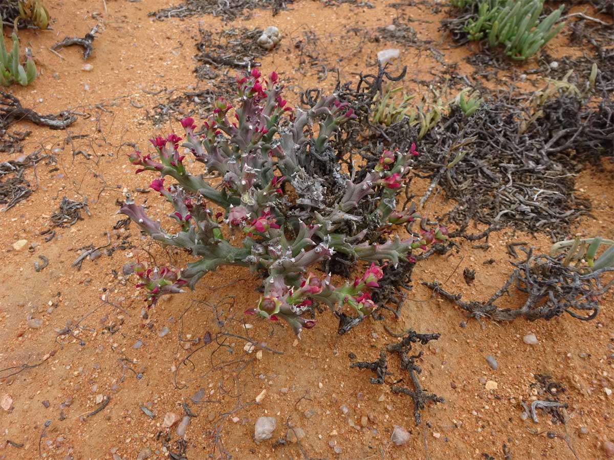 Изображение особи Euphorbia hamata.