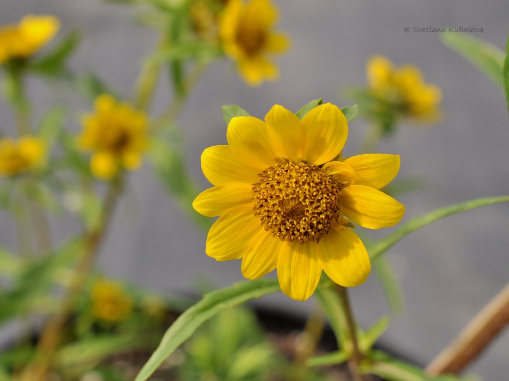 Image of Bidens cernua var. radiata specimen.