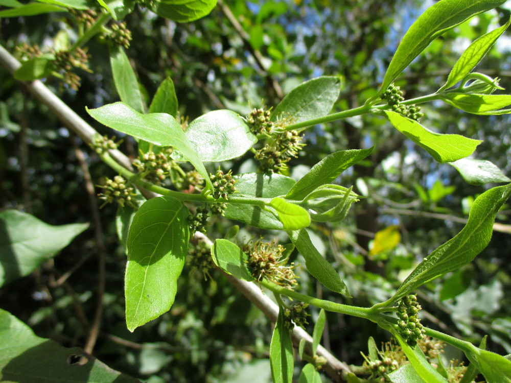 Изображение особи Combretum erythrophyllum.