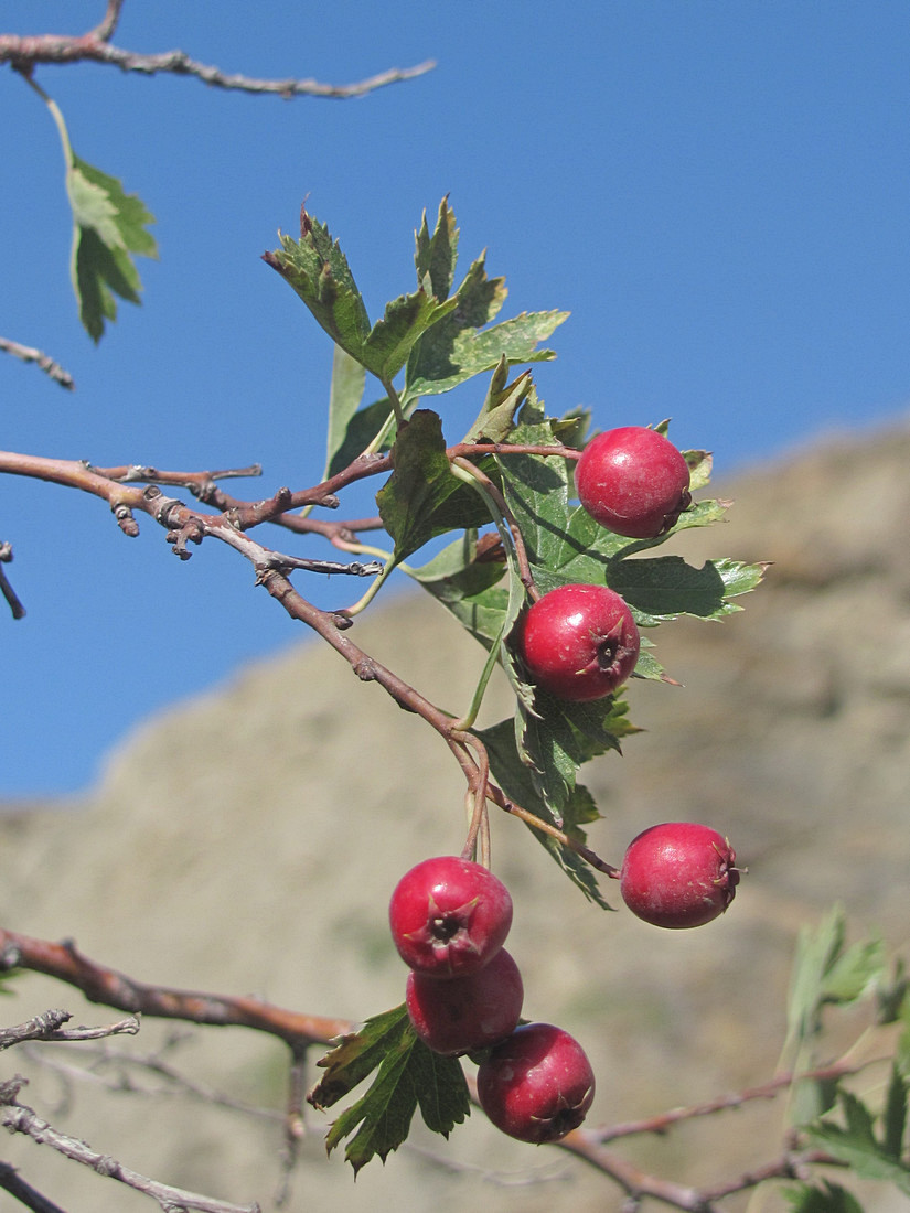 Image of Crataegus pseudoheterophylla specimen.