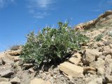 Astragalus schrenkianus. Вегетирующее растение с прошлогодними цветоносами. Южный Казахстан, западные отроги Киргизского хр., горы Ботамойнак в окр. г. Тараз, пологий пригребневой каменистый склон юго-зап. экспозиции, ≈ 900 м н.у.м. 10 апреля 2017 г.