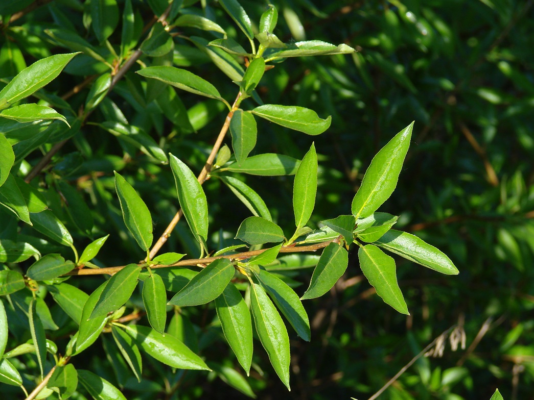 Image of Populus suaveolens specimen.