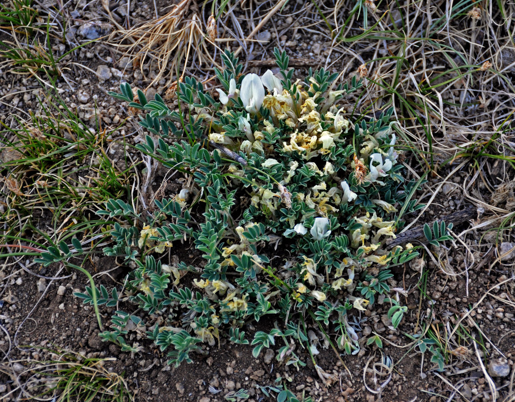 Image of Astragalus brevifolius specimen.