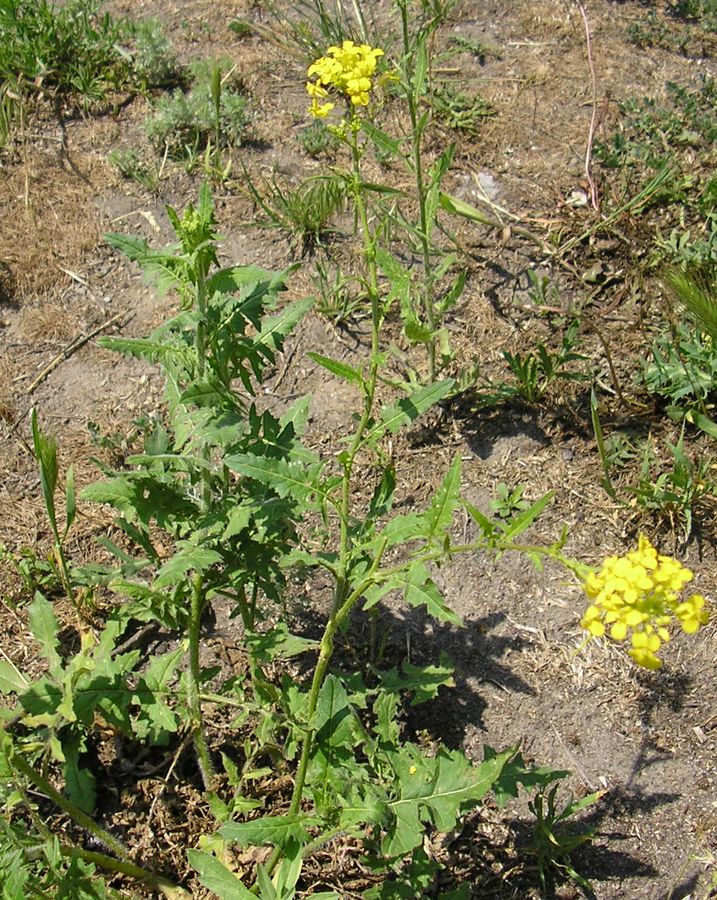 Изображение особи Sisymbrium loeselii.