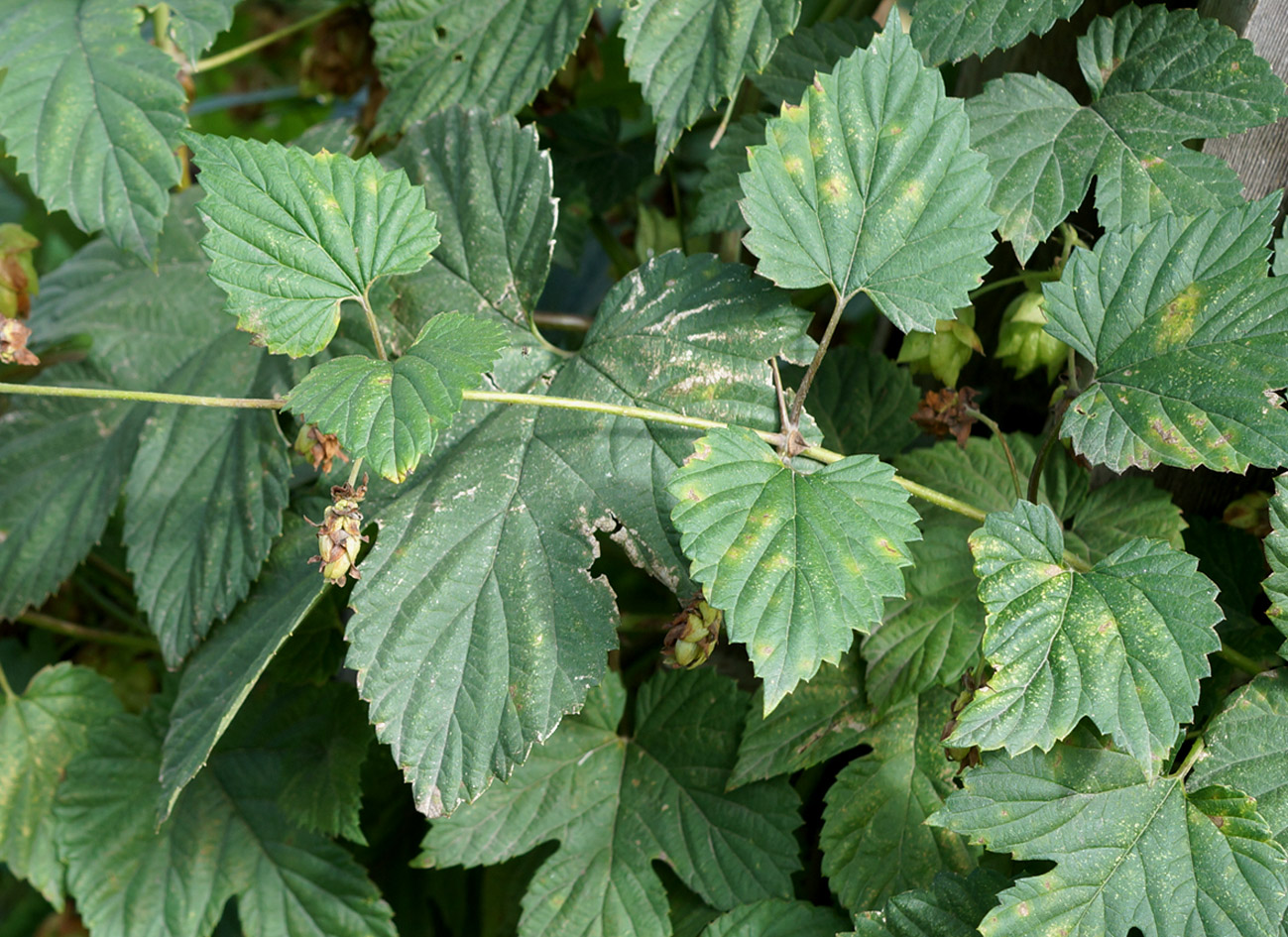Изображение особи Humulus lupulus.