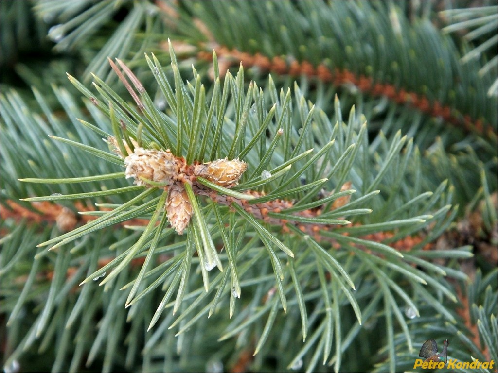 Image of Picea pungens f. glauca specimen.