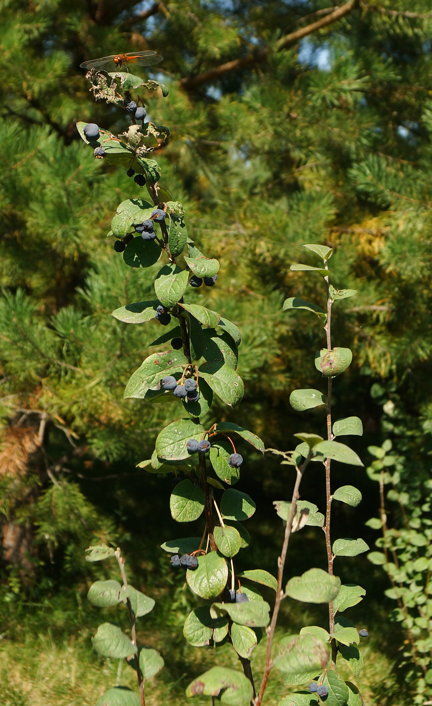 Image of Cotoneaster melanocarpus specimen.