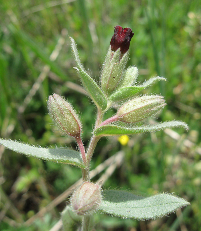 Image of Nonea taurica specimen.