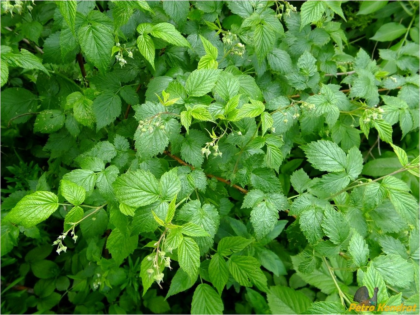 Image of Rubus idaeus specimen.