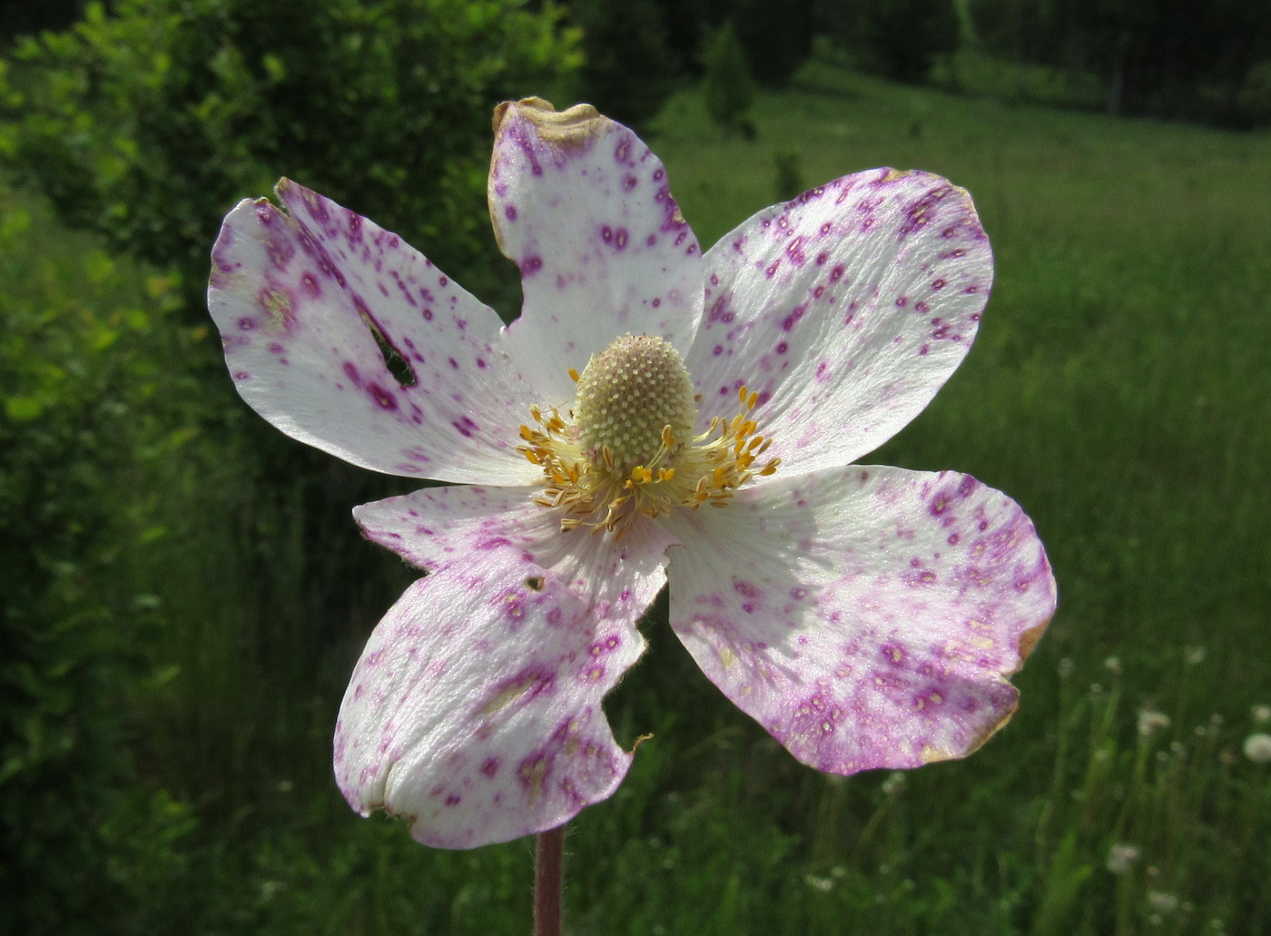 Image of Anemone sylvestris specimen.