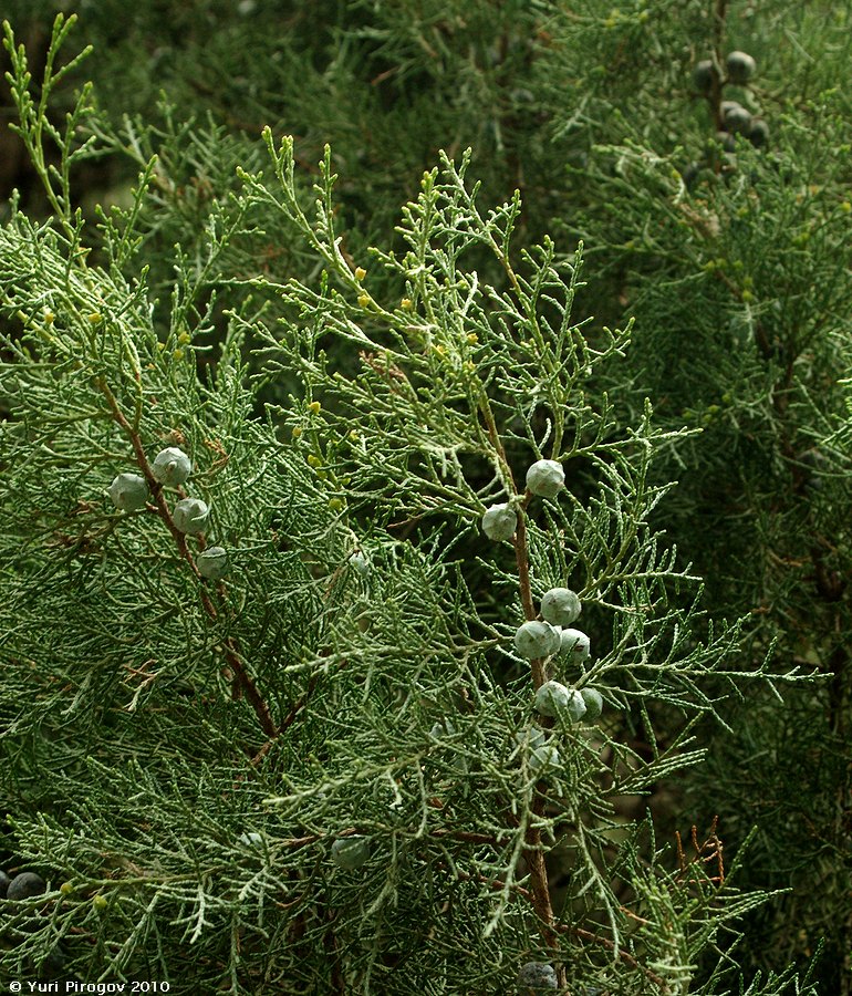 Изображение особи семейство Cupressaceae.