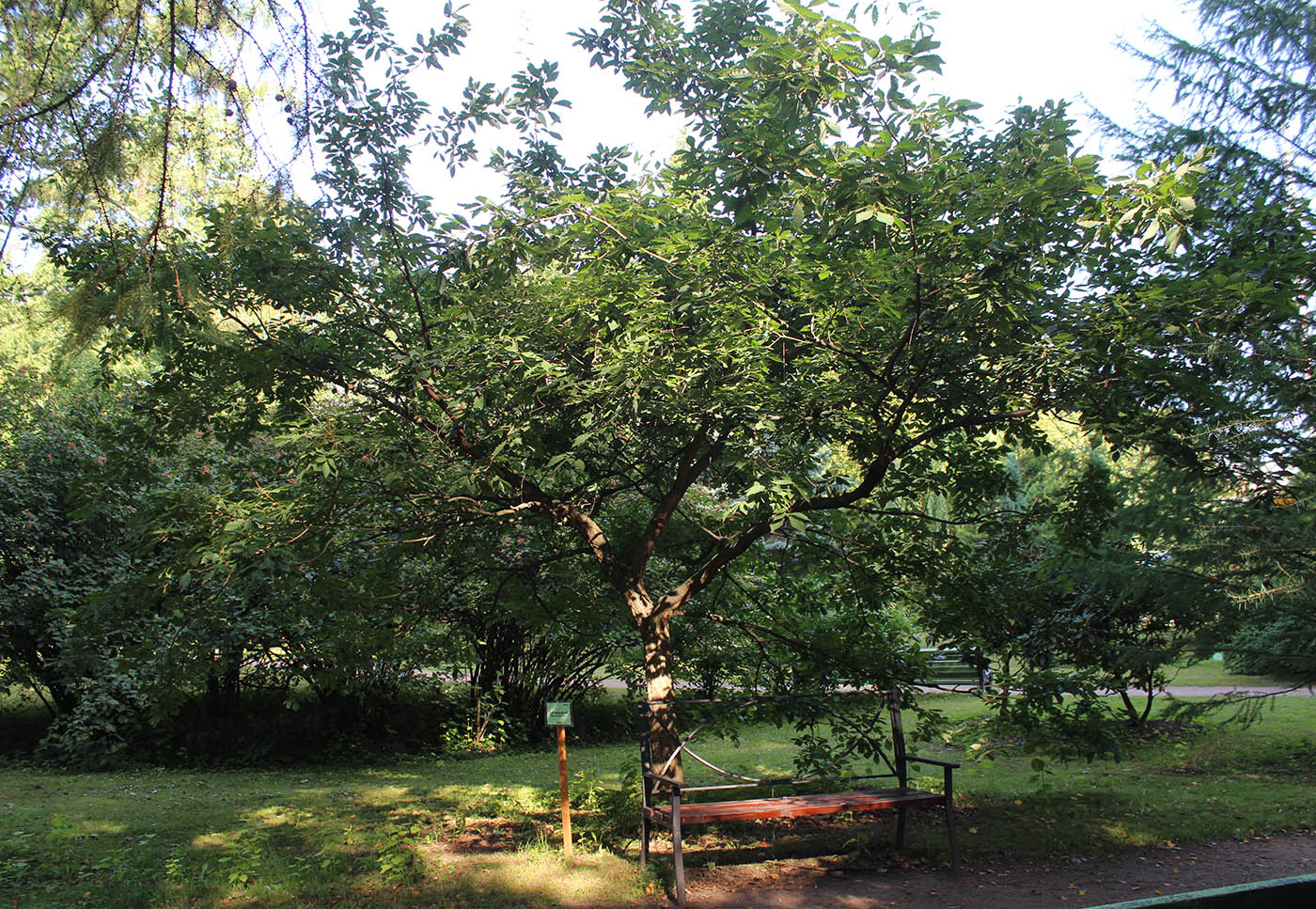 Image of Quercus serrata specimen.