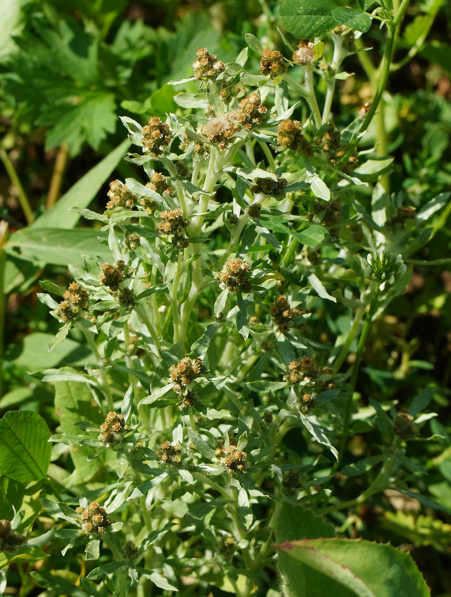 Image of Gnaphalium uliginosum specimen.