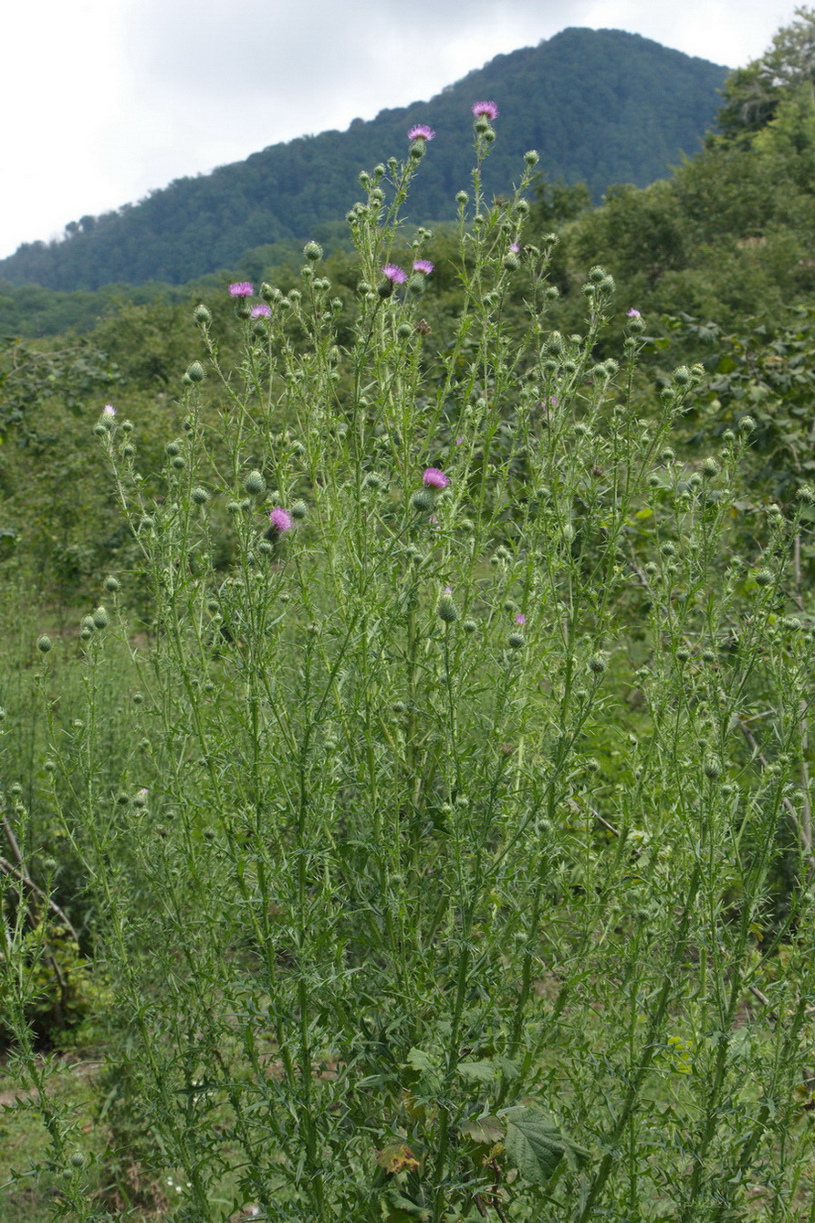 Изображение особи Cirsium vulgare.