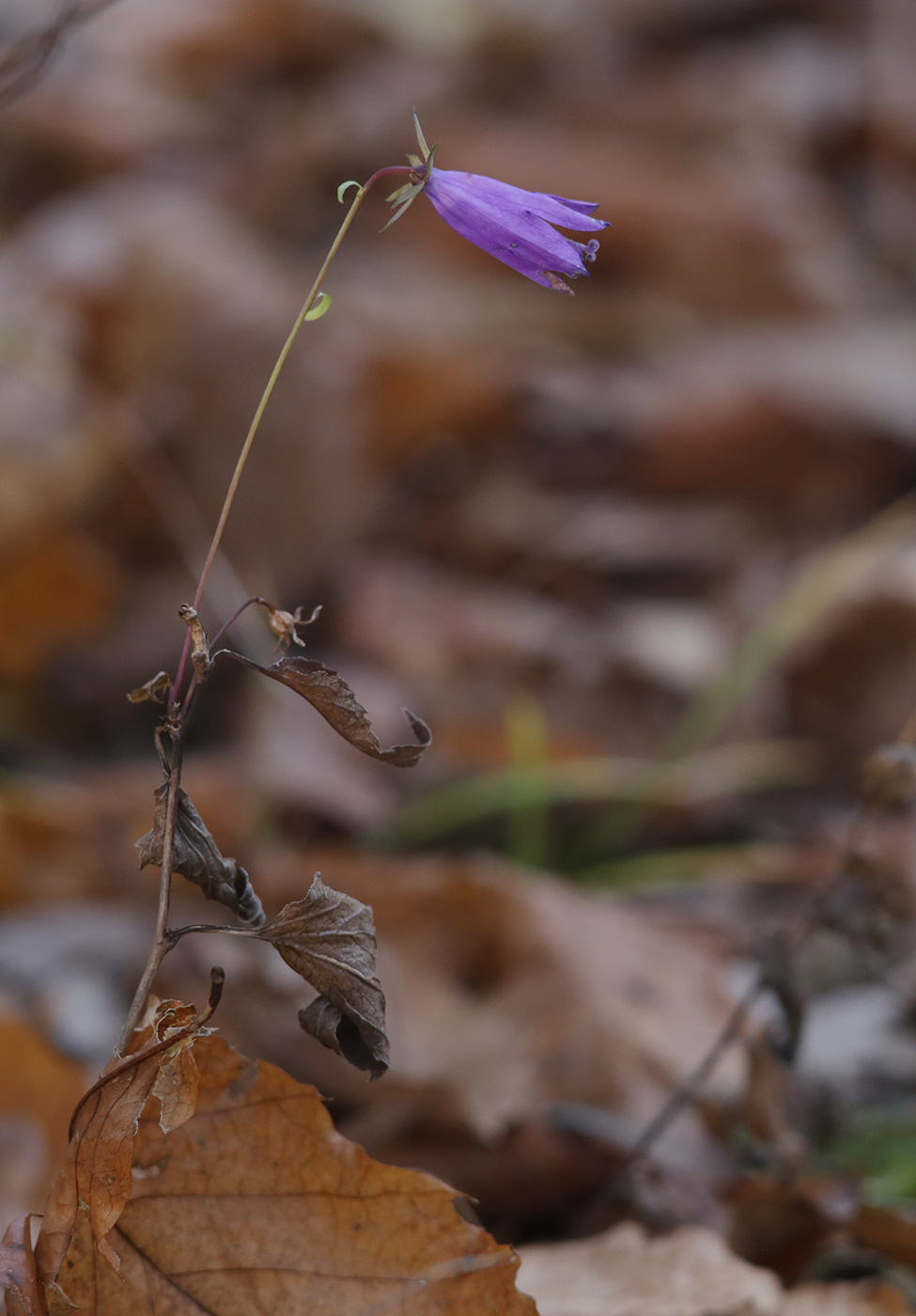 Image of genus Campanula specimen.