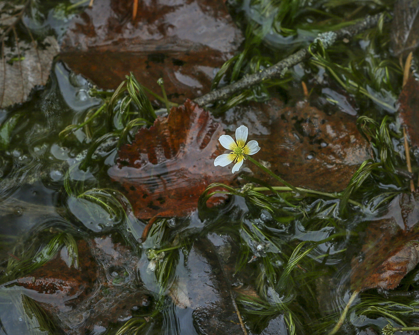 Изображение особи Ranunculus trichophyllus.