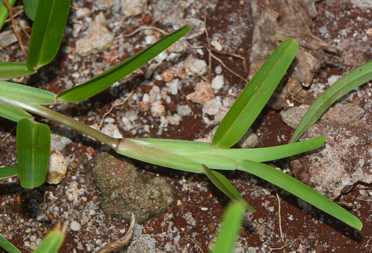 Image of Stenotaphrum dimidiatum specimen.