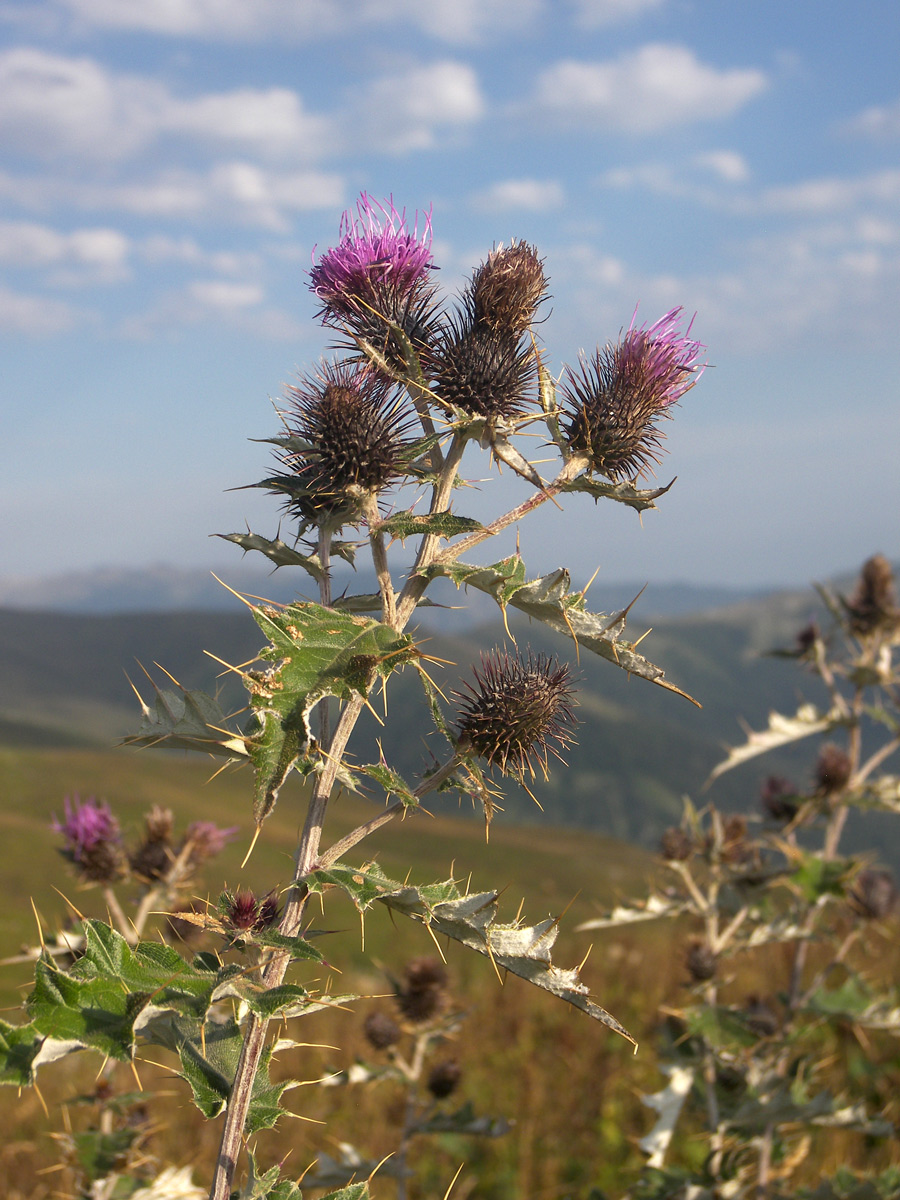 Изображение особи Cirsium euxinum.