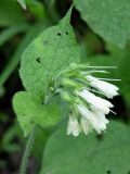 Symphytum grandiflorum