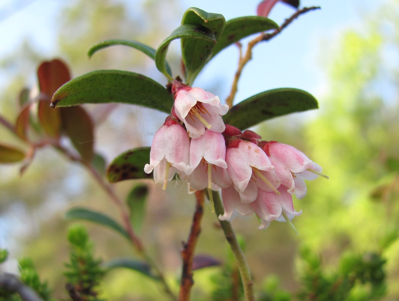 Изображение особи Vaccinium vitis-idaea.