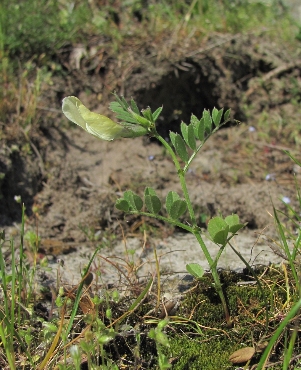 Image of Vicia grandiflora specimen.