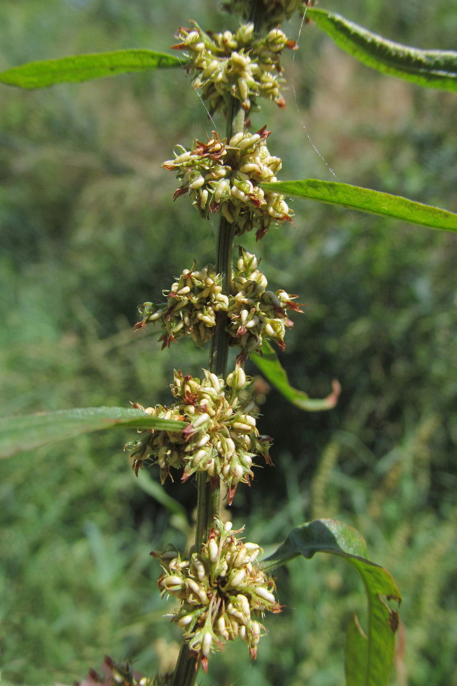 Image of Rumex maritimus specimen.