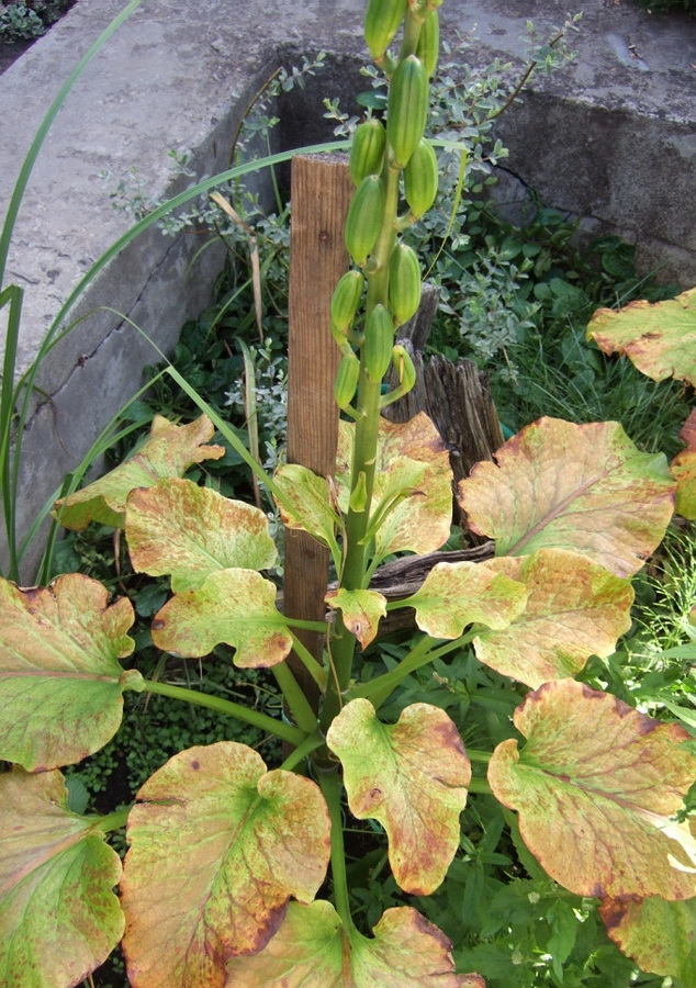 Image of Cardiocrinum cordatum specimen.