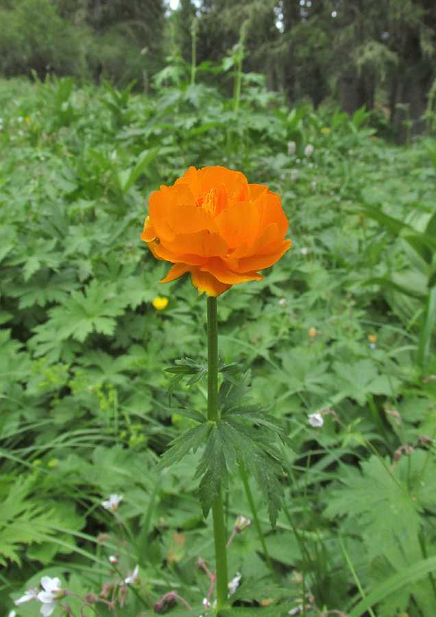 Изображение особи Trollius asiaticus.