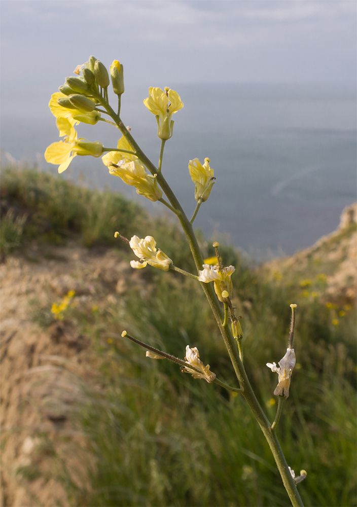 Image of Sisymbrium orientale specimen.