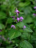 Lamium maculatum. Верхушка побега с соцветием. Сербия, горный массив Златибор, ущелье р. Гостилье, опушка грабово-букового леса. 13.07.2019.