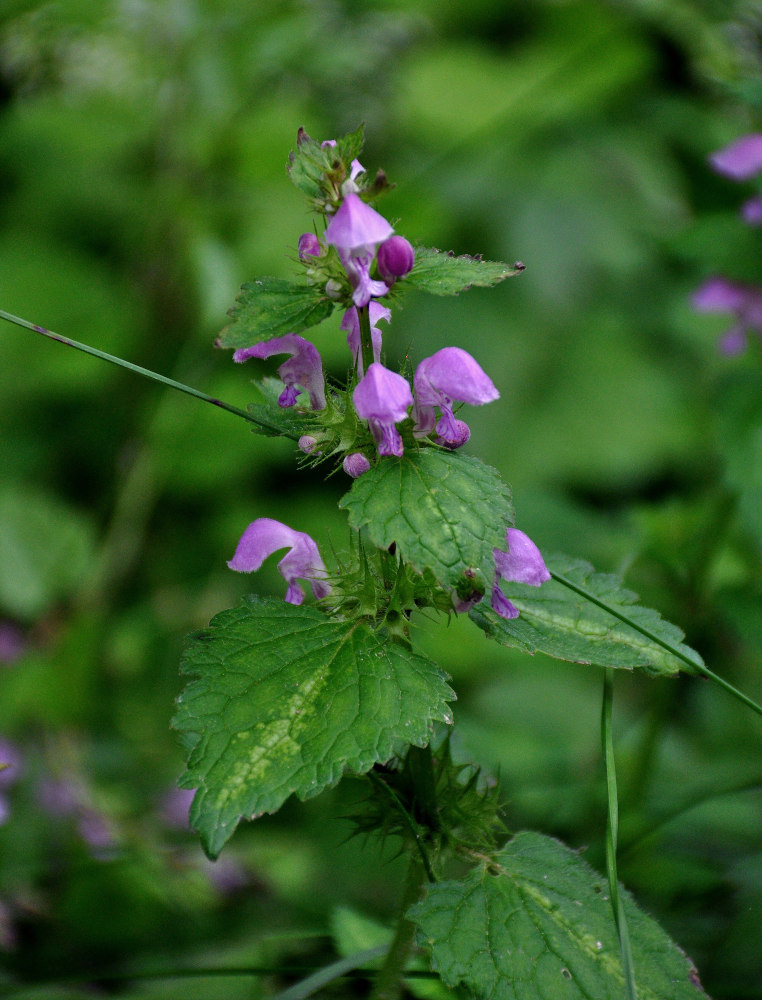 Image of Lamium maculatum specimen.