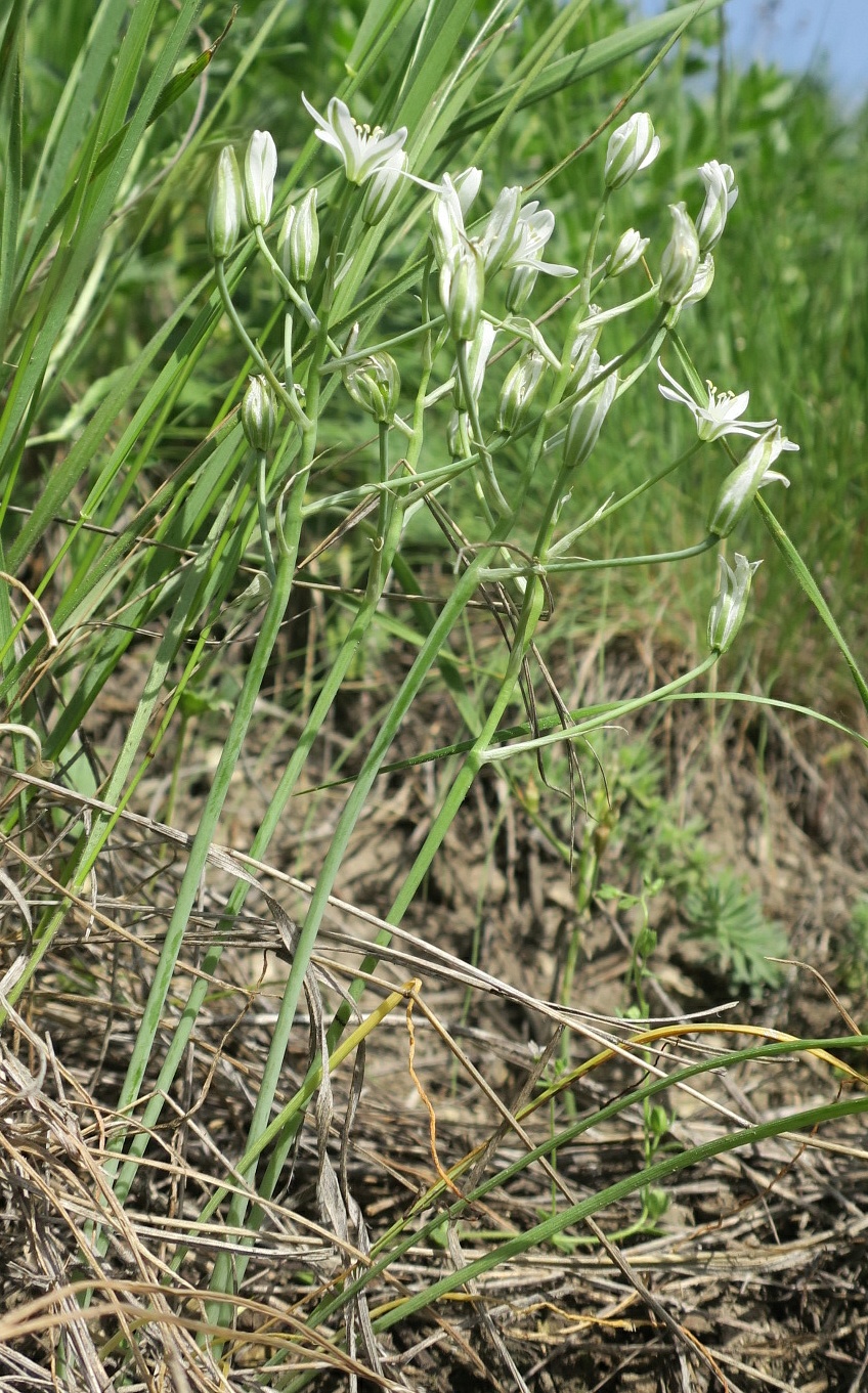 Image of Ornithogalum kochii specimen.