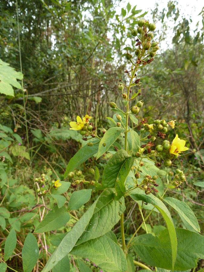 Изображение особи Lysimachia vulgaris.