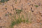 Agropyron kazachstanicum