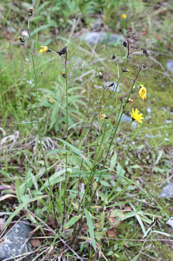 Image of Hieracium dolabratum specimen.