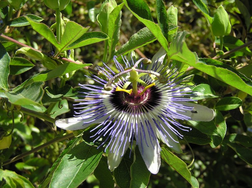 Image of Passiflora caerulea specimen.