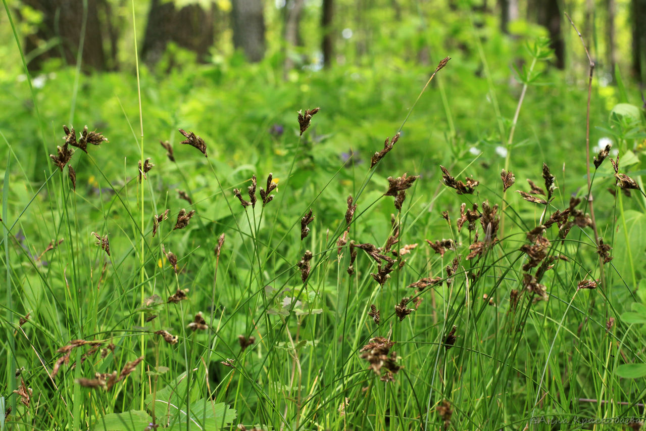 Image of Carex praecox specimen.