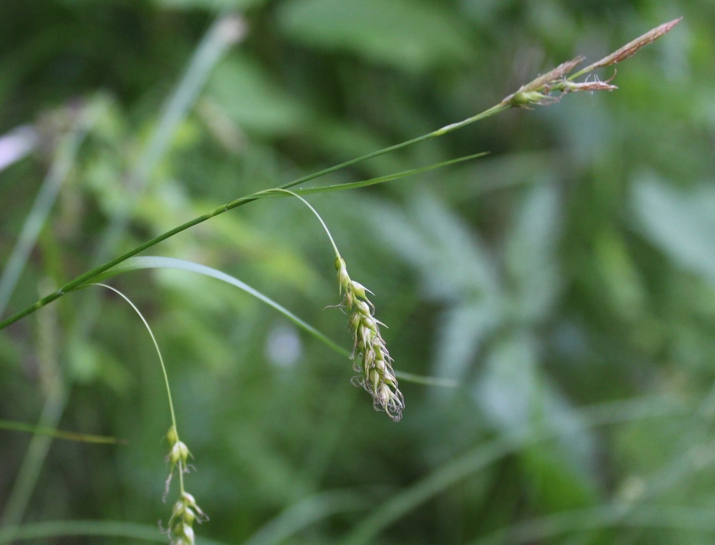 Изображение особи Carex arnellii.