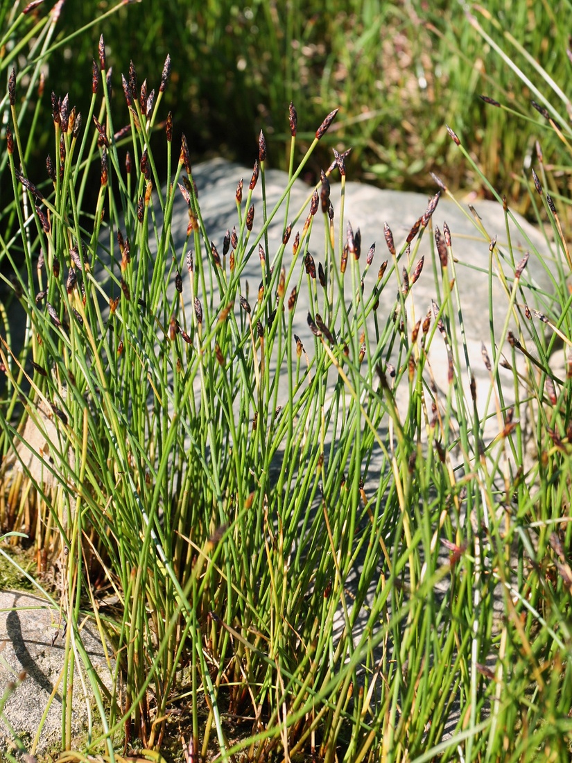 Image of Eleocharis fennica specimen.