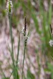 genus Carex