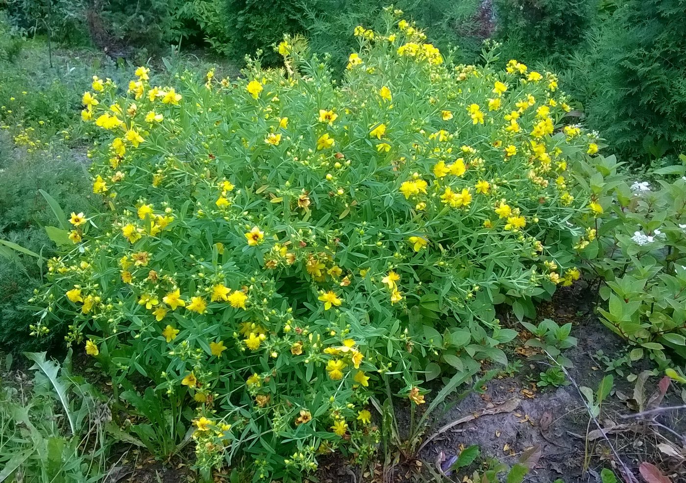 Image of Hypericum kalmianum specimen.