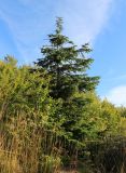 Abies nordmanniana. Молодое дерево. Краснодарский край, Туапсинский р-н, гора Семашхо, роща на каменистом склоне. 04.10.2020.