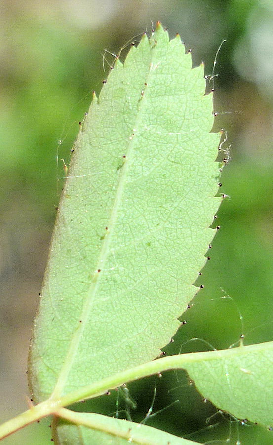 Image of Rosa koreana specimen.