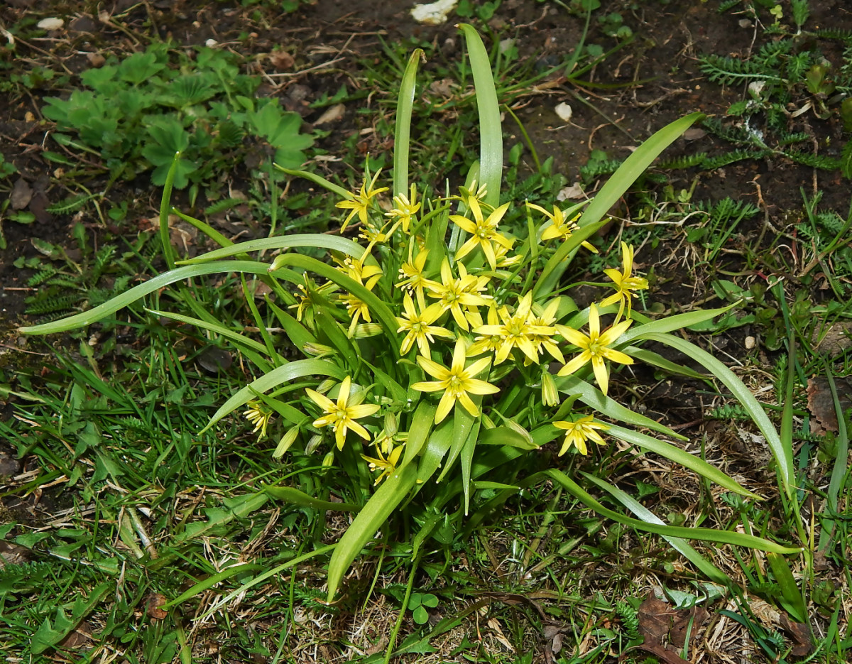 Изображение особи Gagea lutea.