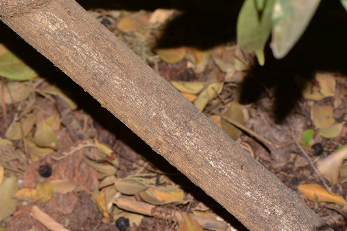 Image of Schefflera digitata specimen.