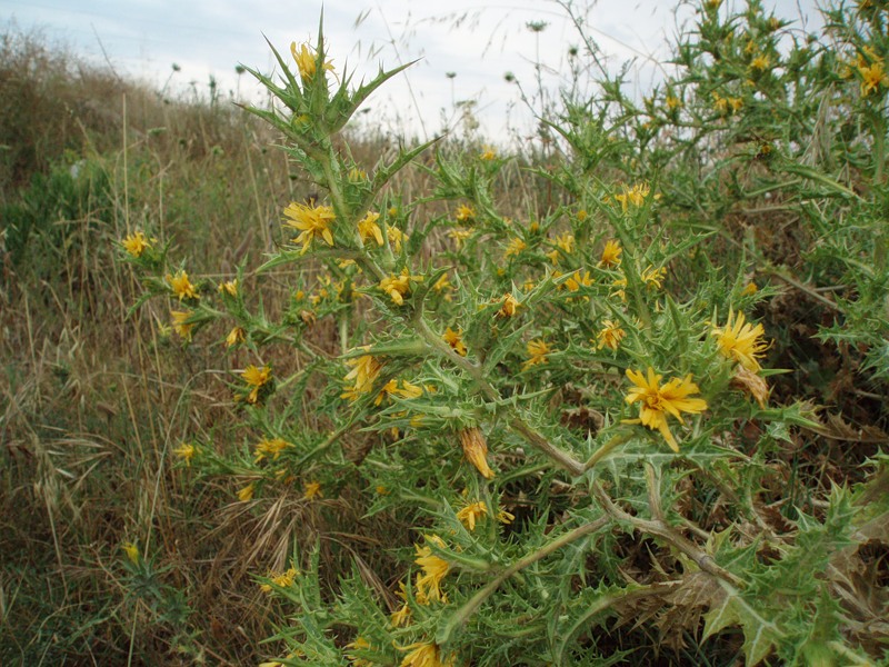 Изображение особи Scolymus hispanicus.