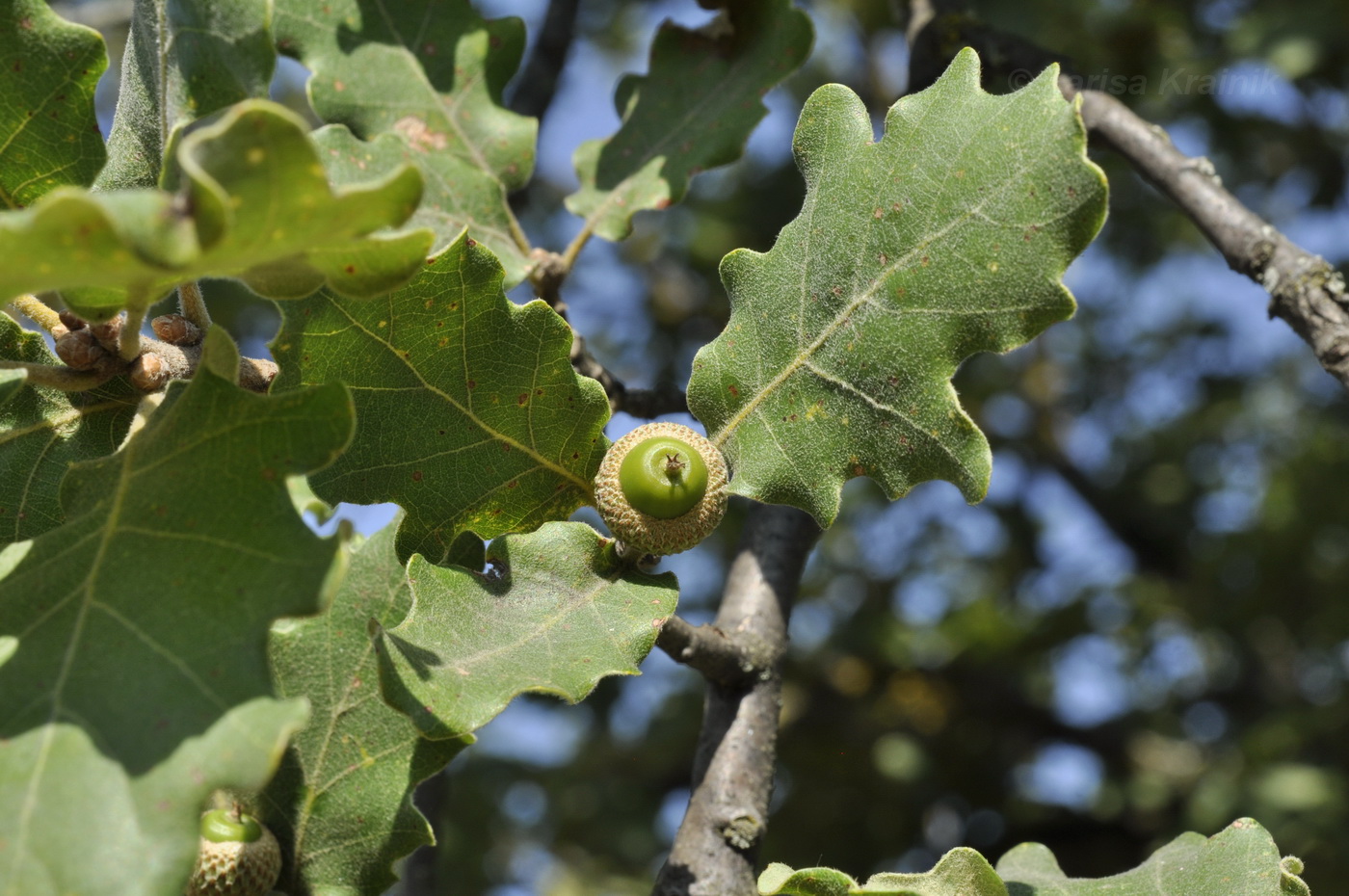 Изображение особи Quercus pubescens.