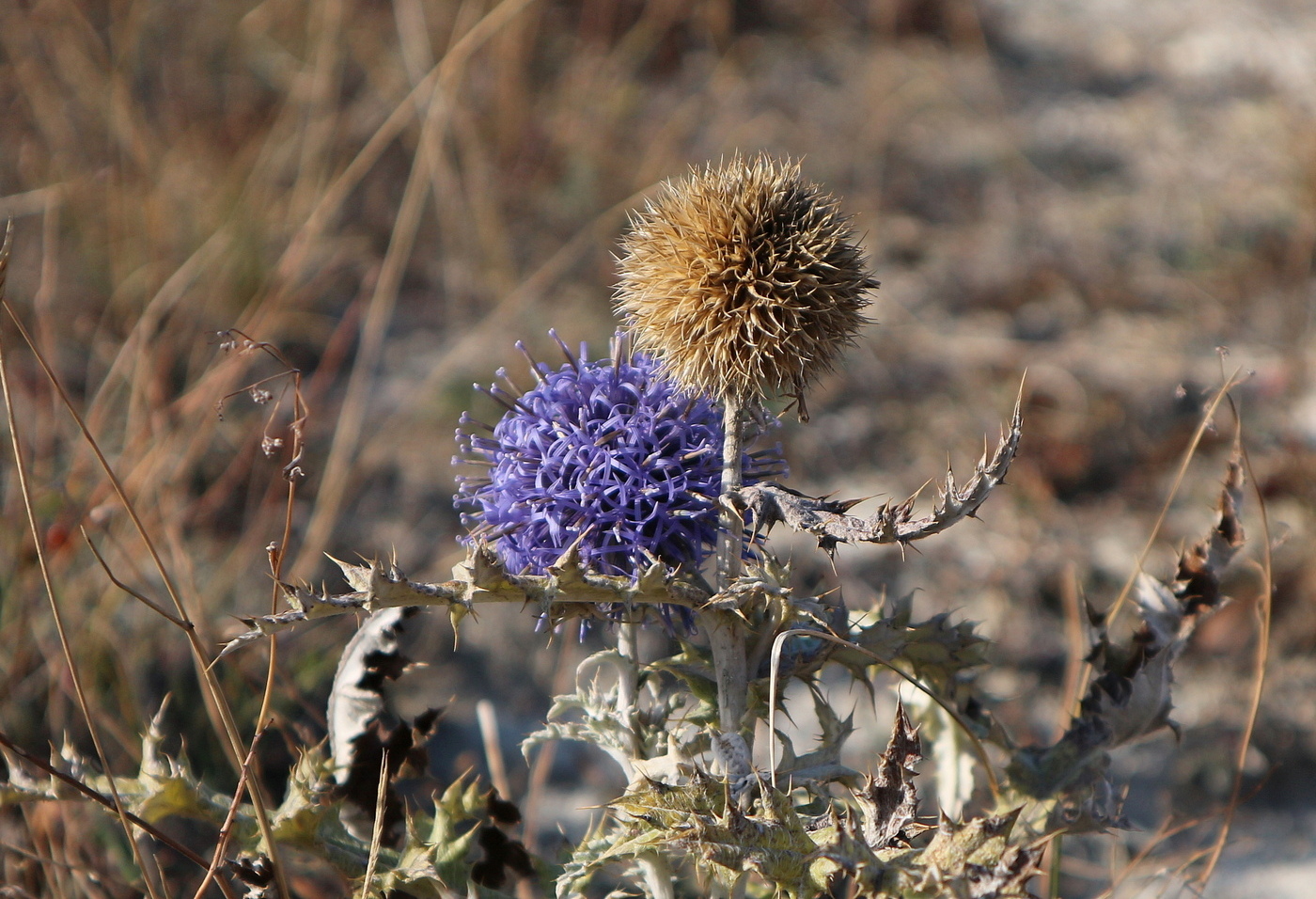 Изображение особи Echinops ritro.