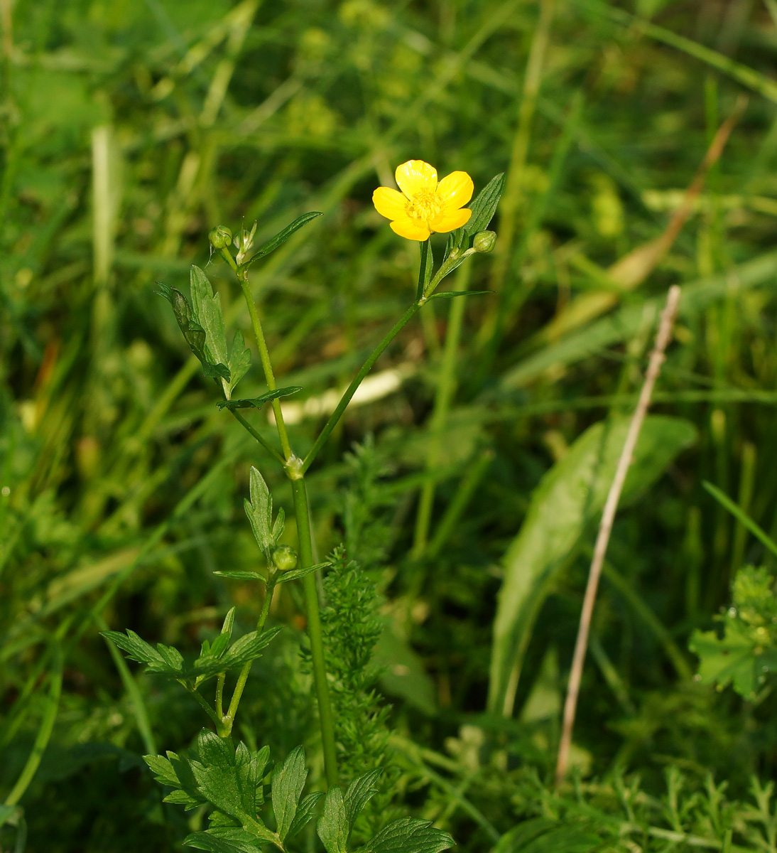 Image of Ranunculus repens specimen.