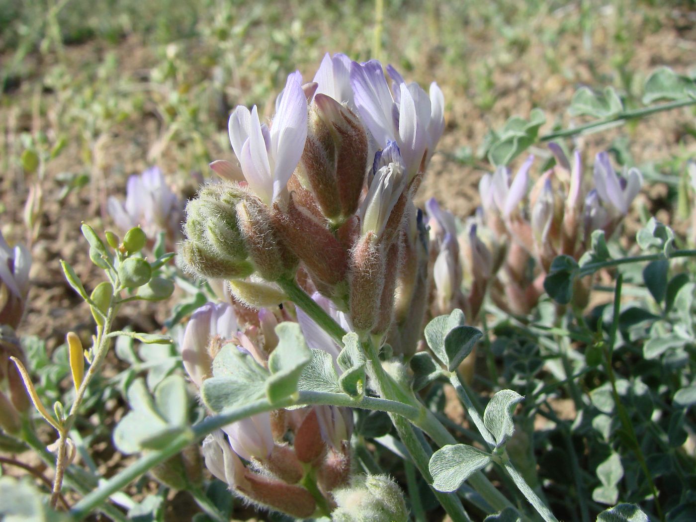 Image of Astragalus ammotrophus specimen.